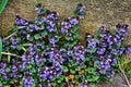 Ground ivy weed Glechoma hederacea. Purple / violet flowers Royalty Free Stock Photo