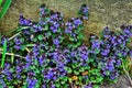 Ground ivy weed Glechoma hederacea. Purple / violet flowers