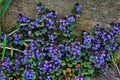Ground ivy weed Glechoma hederacea. Purple / violet flowers Royalty Free Stock Photo