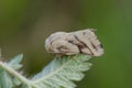 Ground lackey sitting on leaf in field