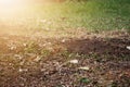 Ground, lawn, tropical, photo for nature background, outdoor, selectable focus.