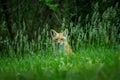 Ground level closeup shot of a red fox & x28;Vulpes vulpes& x29; in a forest behind thin plat stems