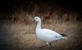 Ground-level closeup of a snow goose (Anser caerulescens) walking on dried grass Royalty Free Stock Photo