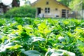 Ground level of green leafed field vegetables on sunny day, with shed in blurry background Royalty Free Stock Photo