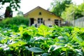 Ground level of green leafed field vegetables on sunny day, with shed in blurry background Royalty Free Stock Photo