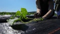 Volunteer work on ecological farm crops.