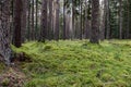 Ground level view in Scotland: moss thrives on the forest floor, surrounded by ancient towering pines Royalty Free Stock Photo