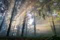 Sun shining through forest fog Royalty Free Stock Photo