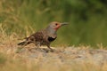 Ground level shot of a foraging male red-shafted Northern Flicker