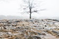 Ground level shot of wet flagstone with tree in background