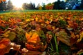 Ground level sundown in the fall Royalty Free Stock Photo