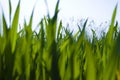 Ground-level view of grass