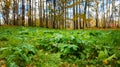 Ground Level View of Green Plants and Fall Forest at Sunny Day, Shallow Depth of Field