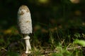 Creamy White Shaggy Inkcap Mushroom.