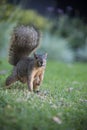 Ground level view of single squirrel on grass Royalty Free Stock Photo