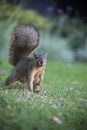 Ground level view of single squirrel on grass