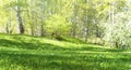 Ground Level View of Summer Plant Lawn and Deciduous Forest