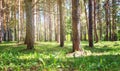 Ground Level View of Coniferous Forest, Shallow Depth of Field