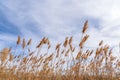 Low angle view of prairie grass blowing in the wind Royalty Free Stock Photo