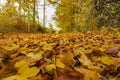 Ground-level, wide-angle shot of a deciduous forest path in autumn