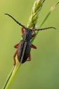 A ground living longicorn beetle Dorcadion pedestre in Czech Republic