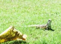 Ground lizards animal on gree grass backgrounds