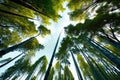 from the ground looking up at the sky in a bamboo forest, sunrays, blue sky with white clouds. AI