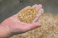 Ground malt seeds. A handful of malt for making beer in a male hand close-up. Kraft brewing from barley grain malt is Royalty Free Stock Photo