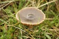 Ground mushroom between grass Royalty Free Stock Photo