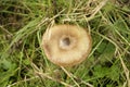 Ground mushroom between grass Royalty Free Stock Photo