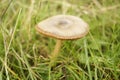 Ground mushroom between grass Royalty Free Stock Photo