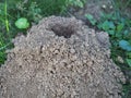 Ground nest in the lawn Royalty Free Stock Photo