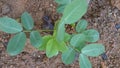 Ground nut plants are growing Royalty Free Stock Photo