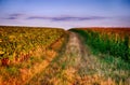 Ground overgrown road between sunflower and corn field and blue sky Royalty Free Stock Photo