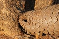 Ground Pangolin in Erindi Private Game Reserve, Namibia