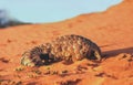 The Ground Pangolin