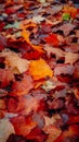 The ground in the park is strewn with red, yellow and orange maple leaves that have fallen from trees in autumn Royalty Free Stock Photo
