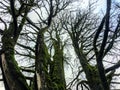 A ground perspective of a sprawling leafless maple tree covered in moss with many artery like branches