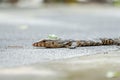 Ground perspective of a water monitor laying low