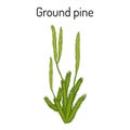 Ground pine Lycopodium clavatum , or common club moss, medicinal plant Royalty Free Stock Photo