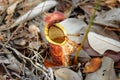 Ground pitcher, Nepenthes ampullaria