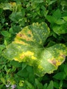 Ground pumpkin leaves are starting to turn yellow