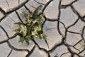 Ground quartered by drought, desert, climate change