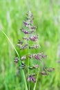 The ground reedgrass (Calamagrostis epigeios) is a perennial her