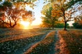 Ground road and beautiful trees in the autumn forest,bright sunlight with shadows at sunset Royalty Free Stock Photo