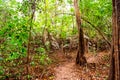 Ground road browm color in jungle Royalty Free Stock Photo