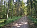 Ground road crossing autumnal deciduous stand Royalty Free Stock Photo