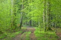 Ground road crossing fresh green springtime forest Royalty Free Stock Photo