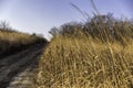 Ground road and dry grass in winter in rural area Royalty Free Stock Photo