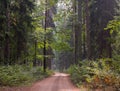 Ground road entering forest Royalty Free Stock Photo